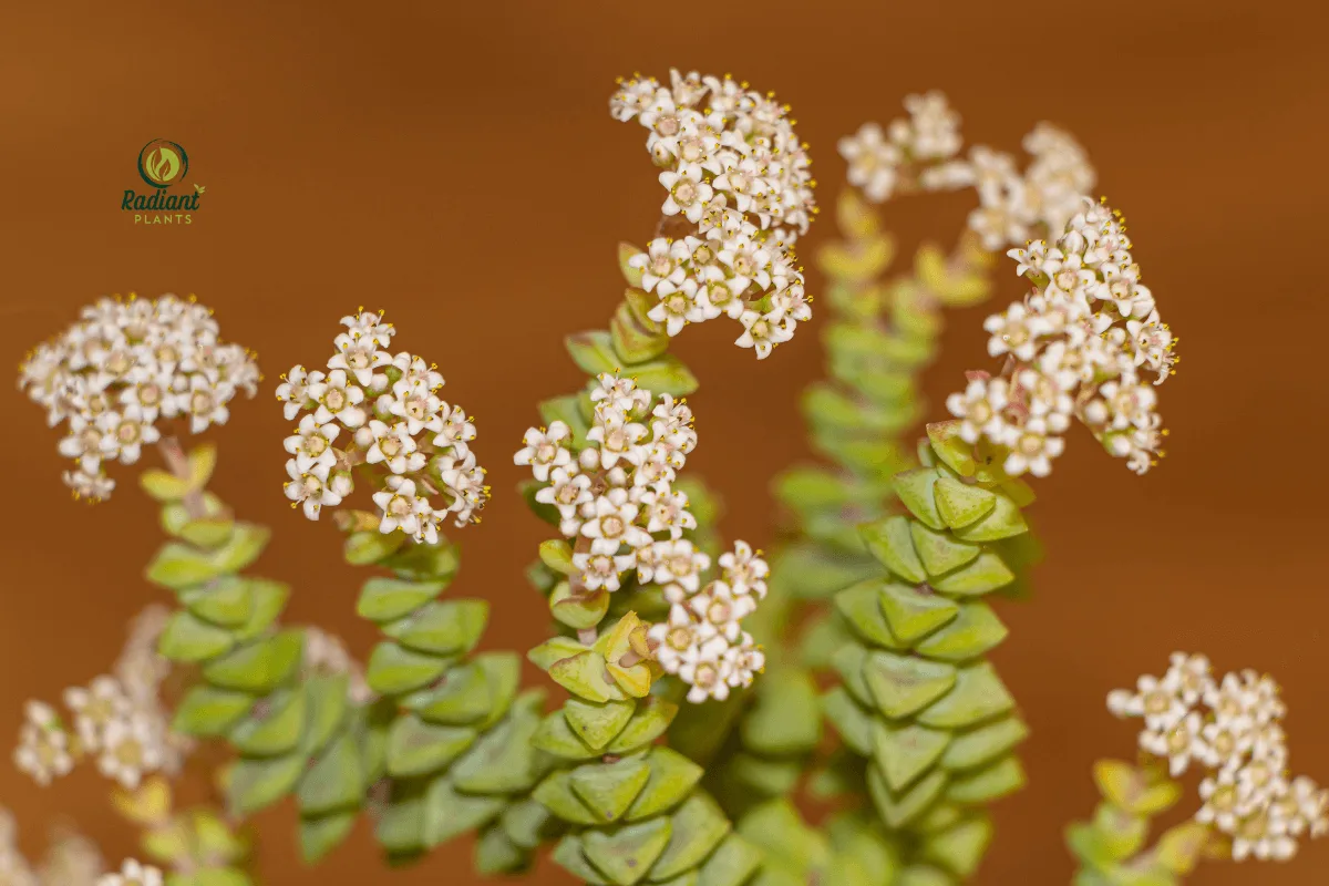 Miniature Pine Tree Jade Plant in a Decorative Pot