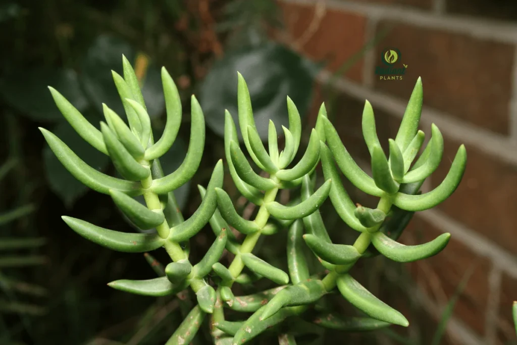 Ripple Jade with Wavy, Undulating Leaves