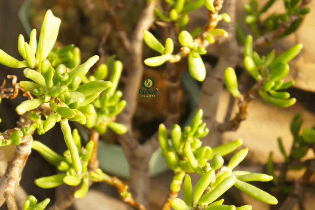 Silver Dollar Jade Plant with Plump, Rounded Leaves