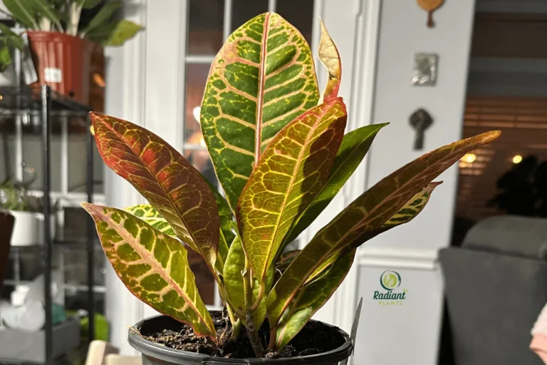 Essential Croton Plant Care for Lush, Vibrant Foliage