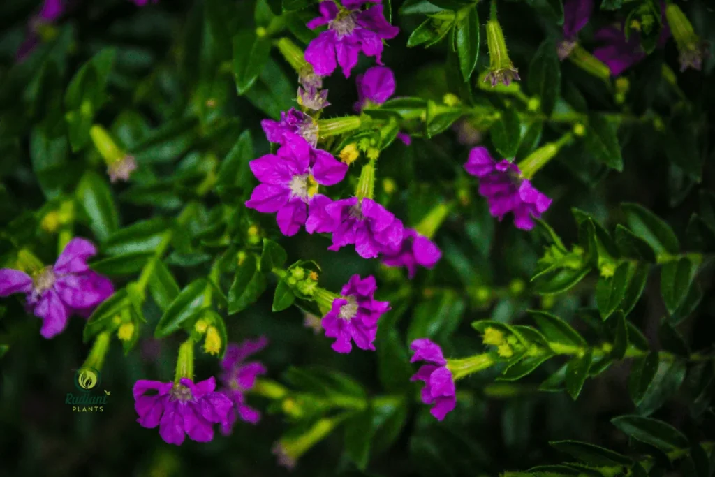 Easy Care, Stunning Beauty: Hummingbird Carpet Plant