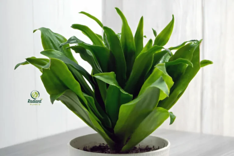 Elegant Janet Craig Plant Enhancing a Cozy Home Office