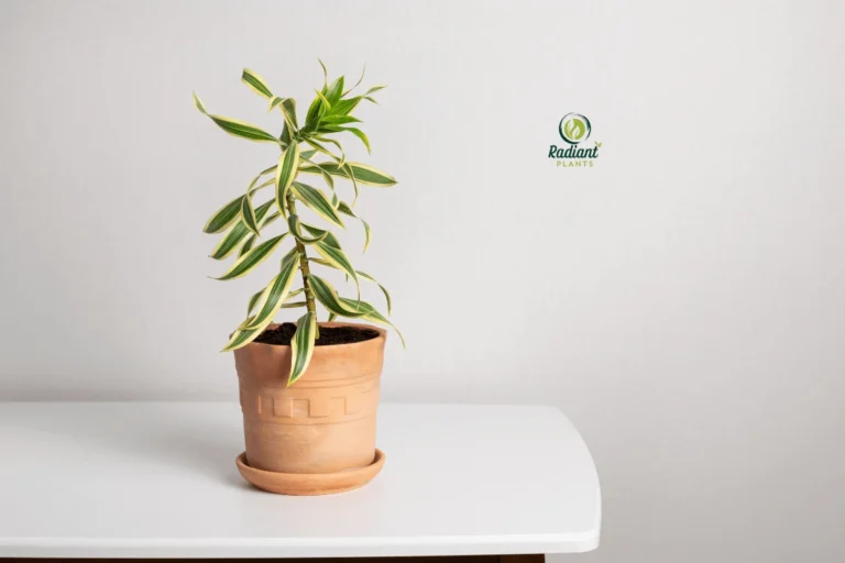 Modern Interior with a Lush Cane Plant