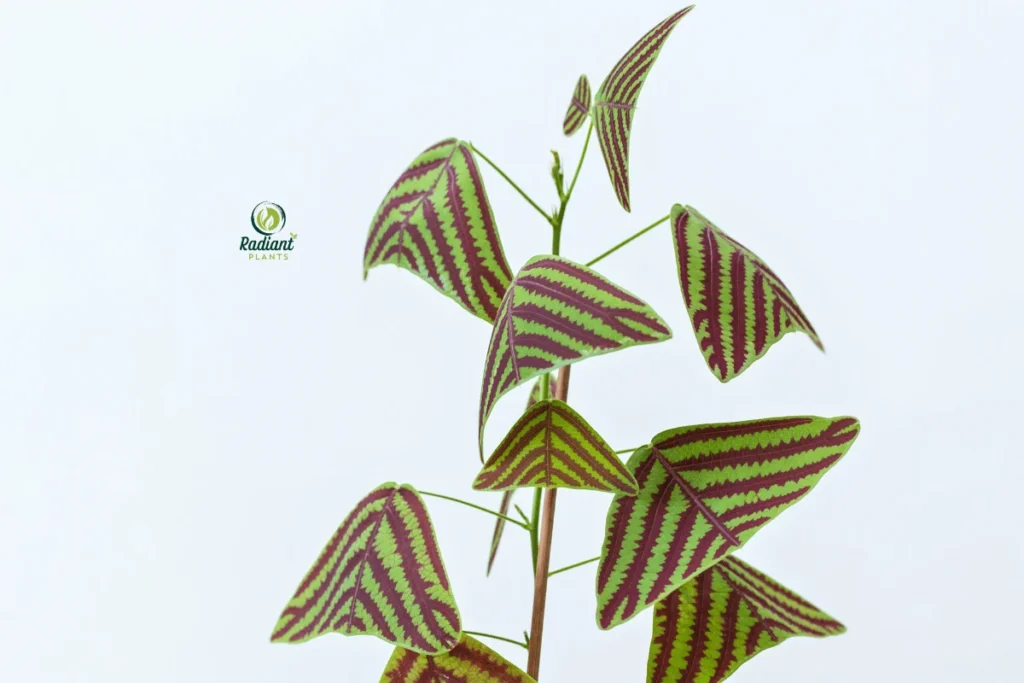 Close-Up of the Swallowtail Plant’s Unique Leaves