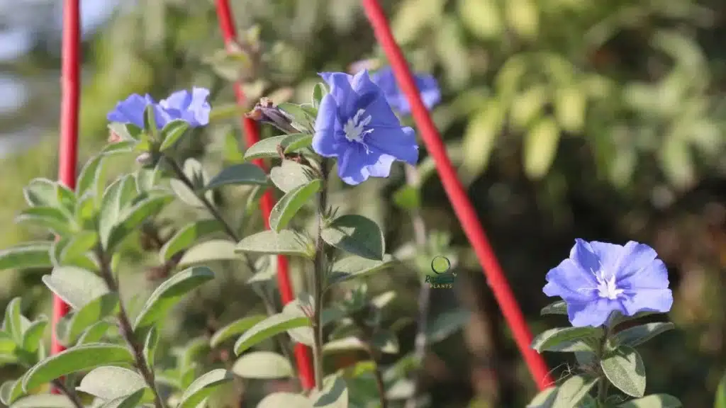 Evolvulus glomeratus