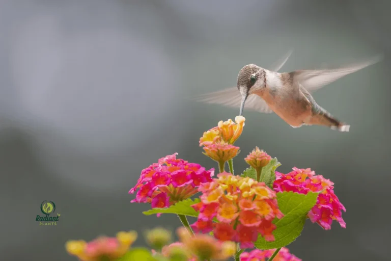 Lush Growth of the Hummingbird Carpet Plant
