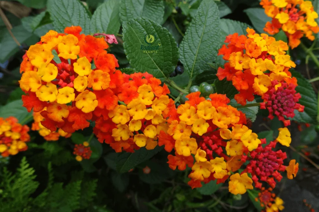 Brighten Your Garden with the Hummingbird Carpet Plant