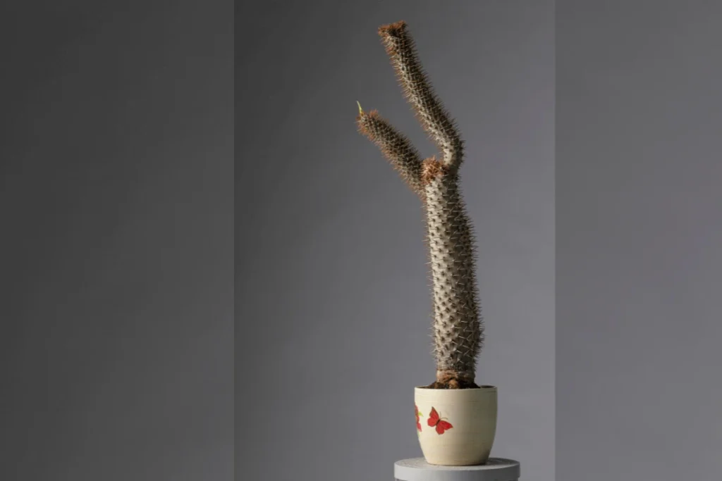 Madagascar Palm Plant Close-Up – Spikes and Foliage in Detail