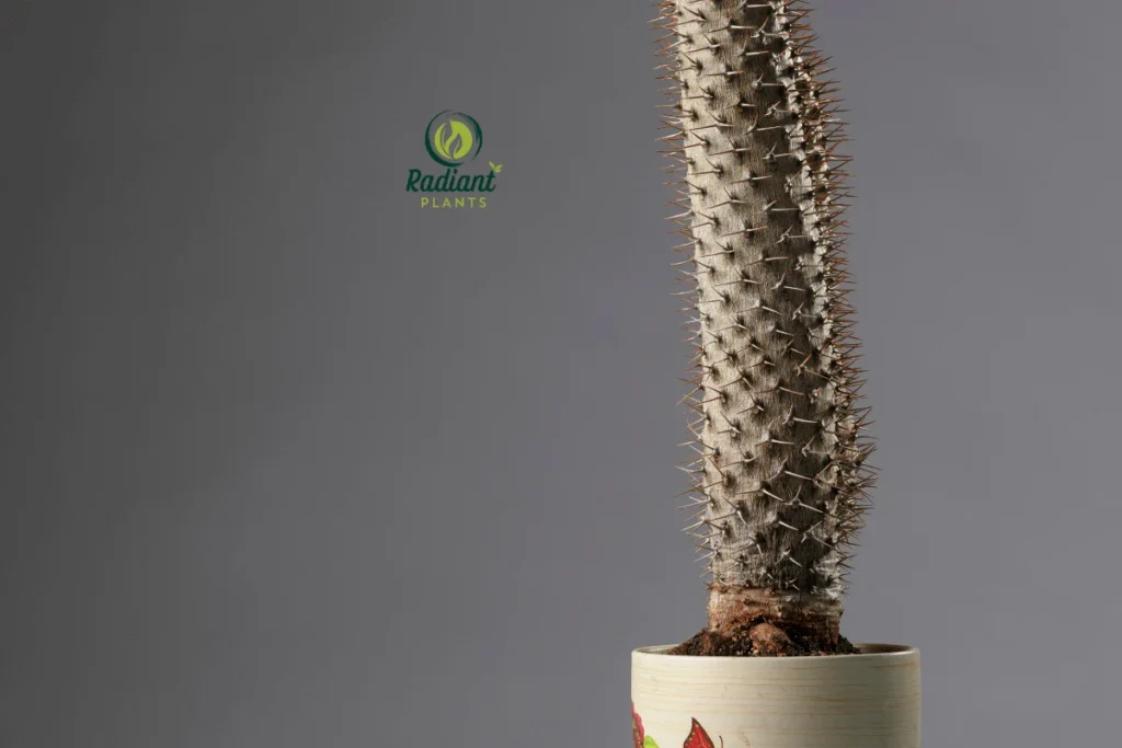 Thriving Madagascar Palm Plant in a Sunlit Space