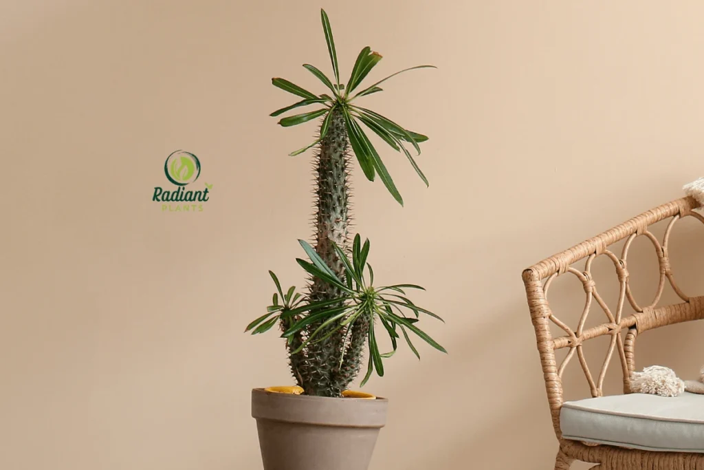 Madagascar Palm Plant – A Unique Succulent with Spiky Trunk and Lush Green Leaves