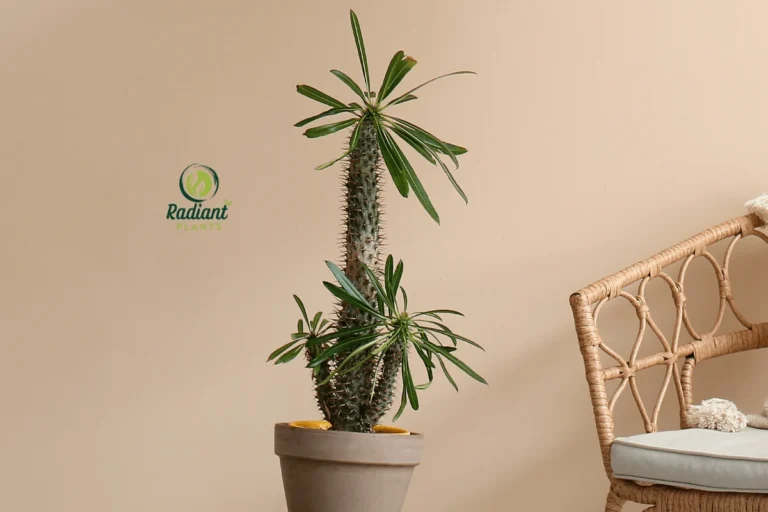 Madagascar Palm Plant – A Unique Succulent with Spiky Trunk and Lush Green Leaves