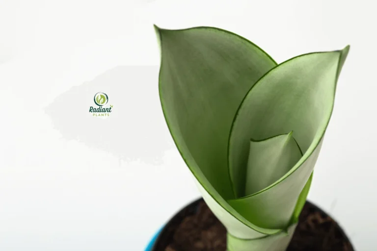 Moonshine Snake Plant – A Stunning Low-Maintenance Houseplant