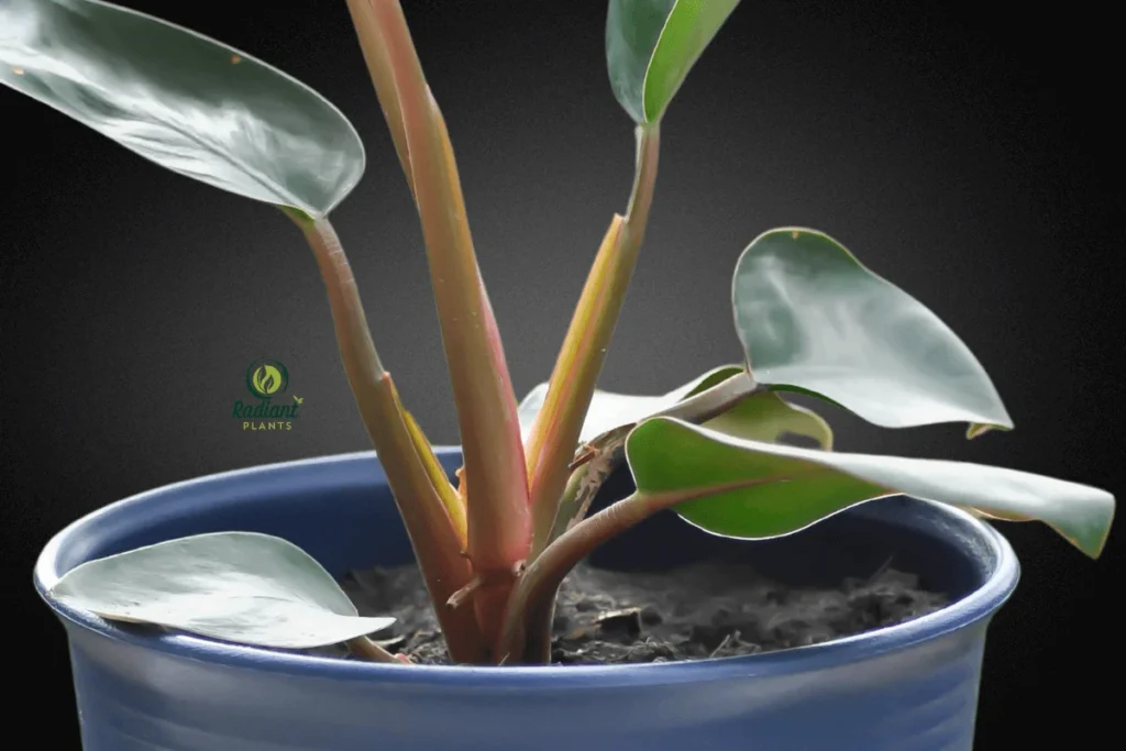 Philodendron Red Congo: A Stunning Tropical Foliage Plant