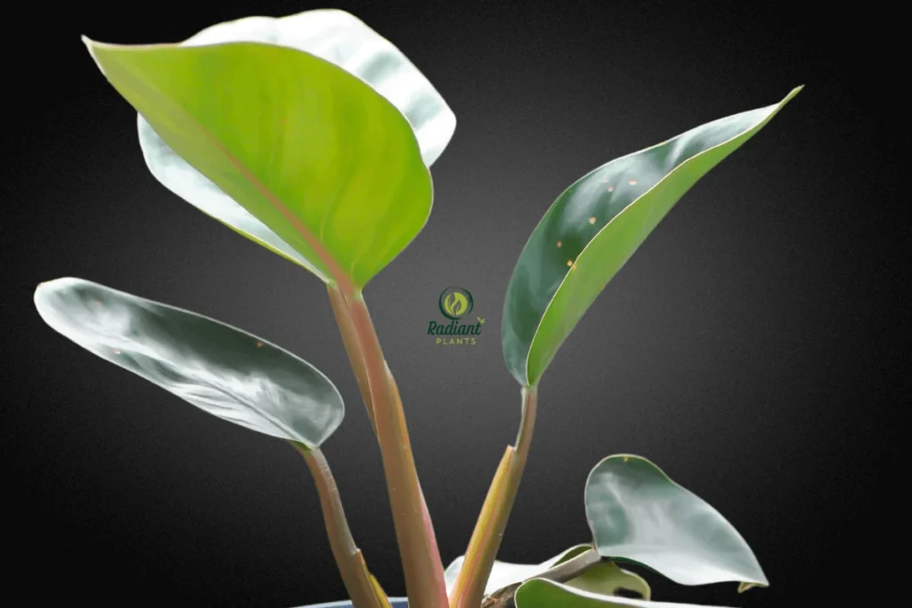 Lush Philodendron Red Congo Plant in Bright Room