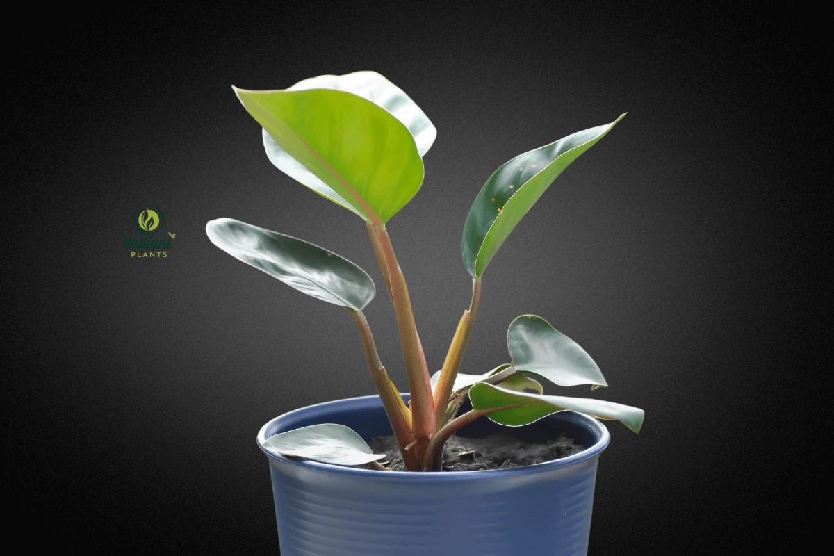 Vibrant Philodendron Red Congo with Bold Red Foliage