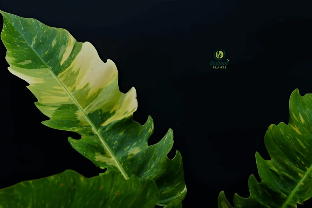 Philodendron Ring of Fire: A Rare Variegated Beauty in Full Display