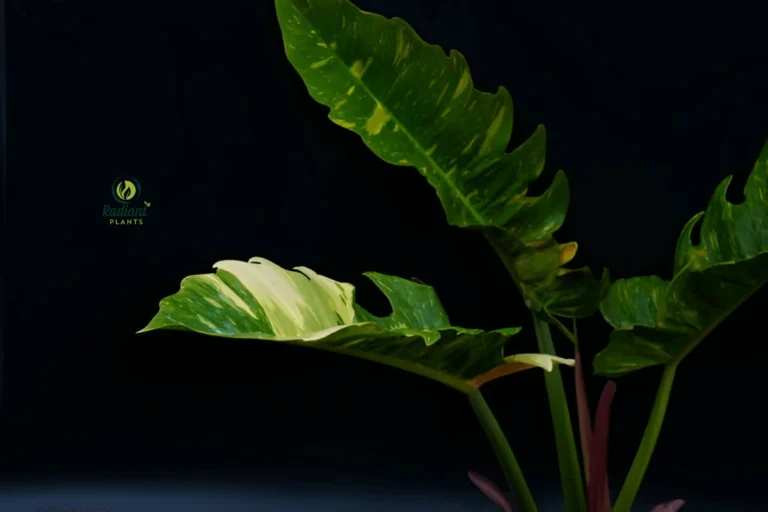 Close-up of a Vibrant Ring of Fire Plant with Stunning Variegated Foliage