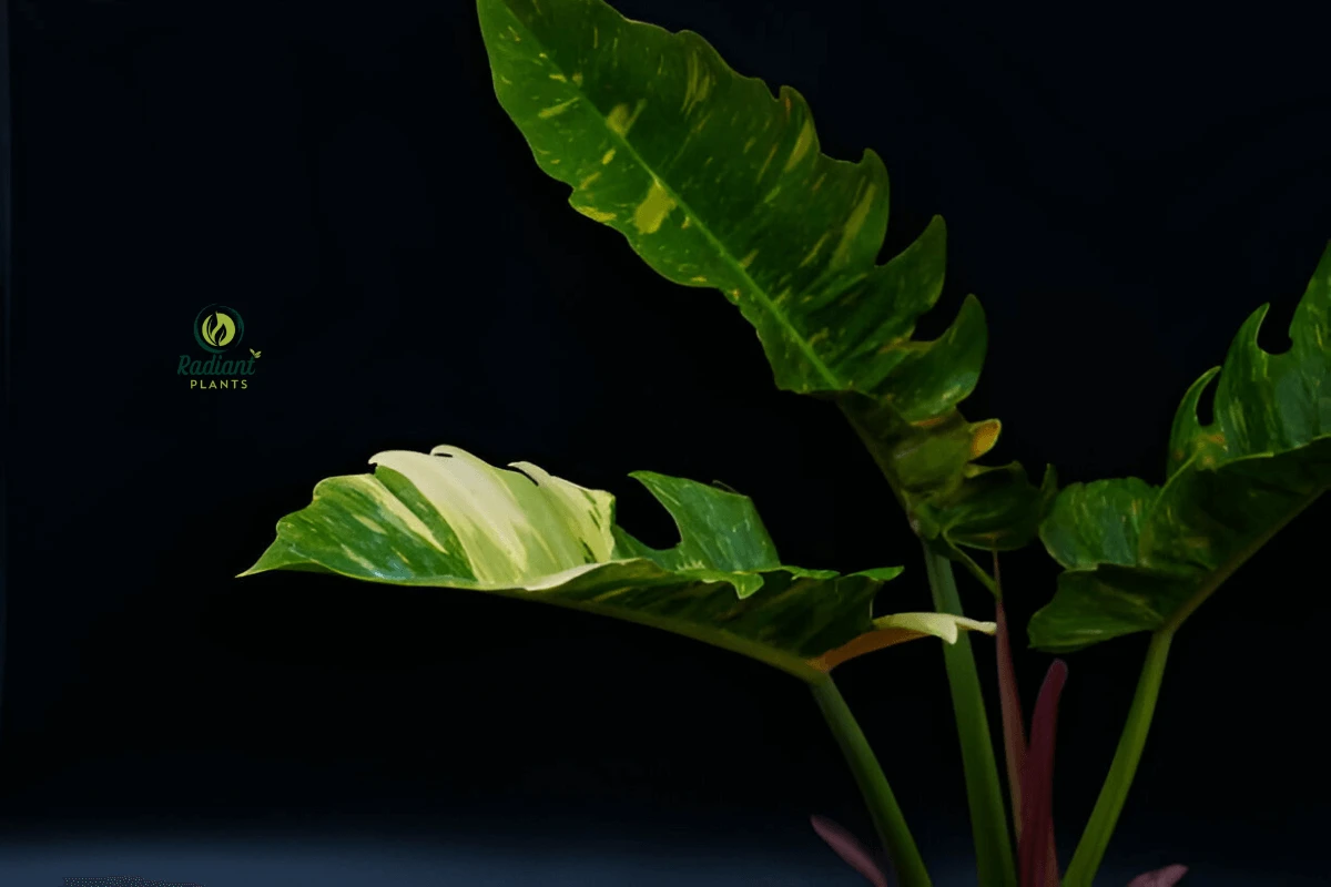 Close-up of a Vibrant Ring of Fire Plant with Stunning Variegated Foliage