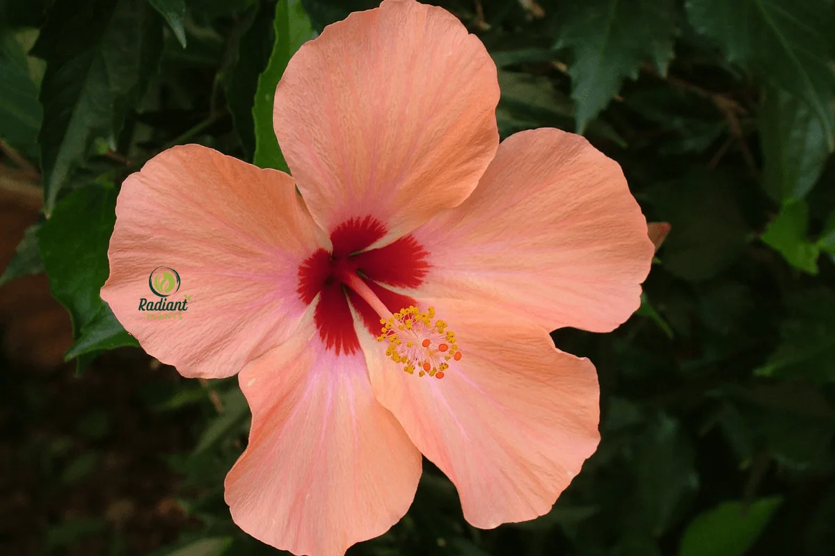 Beautiful Blooming Pink Hibiscus Plant in a Garden