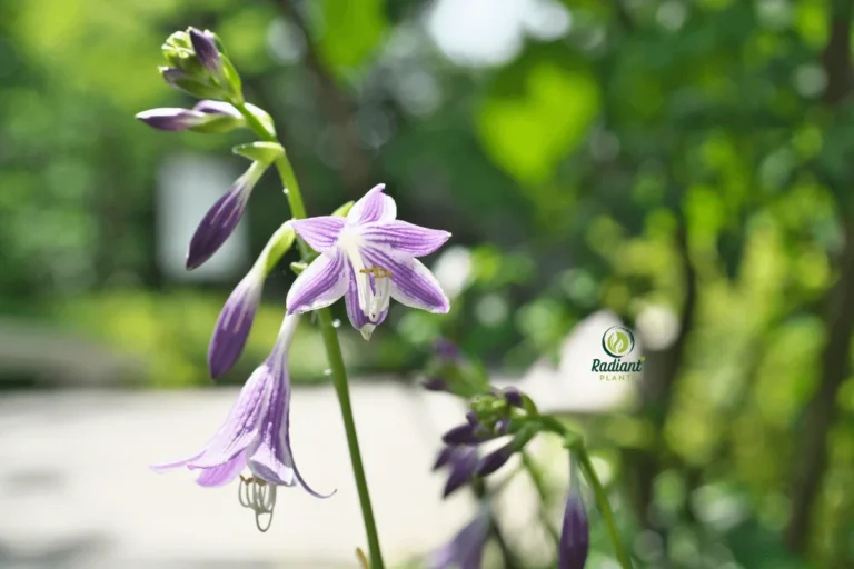 Vibrant Purple Hosta in a Shaded Garden