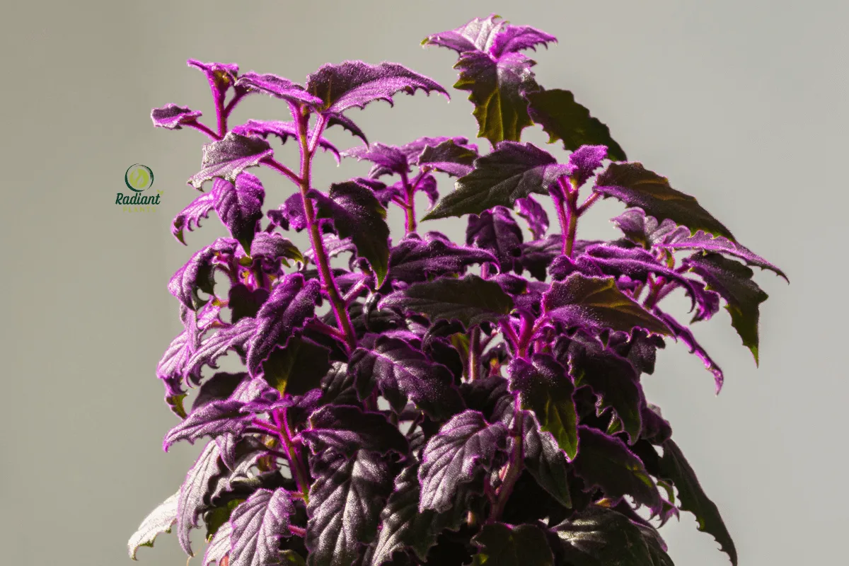 Lush Purple Passion Plant in a Decorative Pot