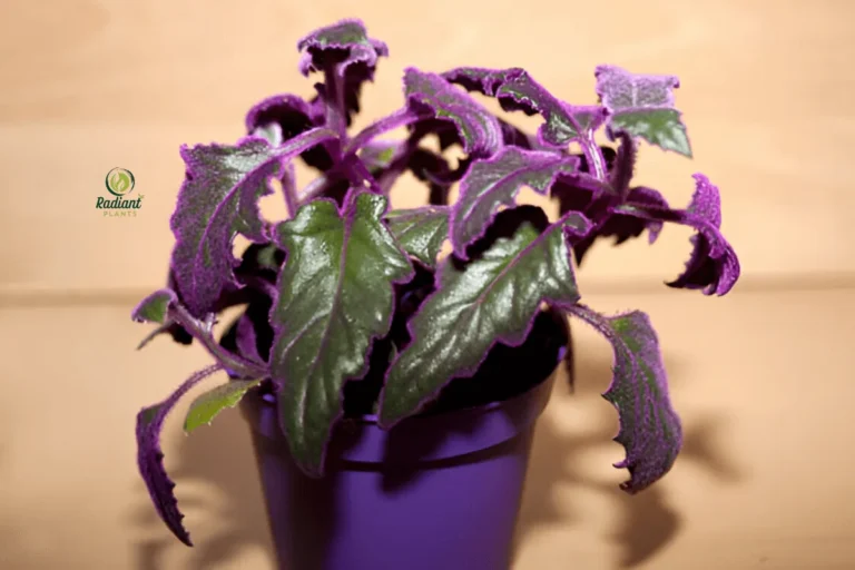 Purple Passion Plant with Vibrant Purple Foliage