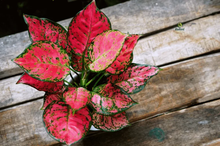 Colorful Red Plants Interior Design Setup