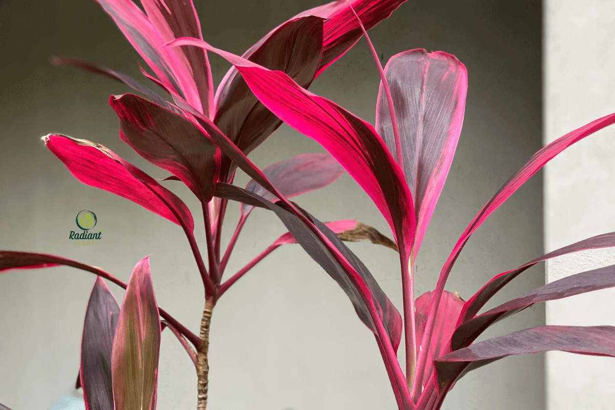 Vibrant Red Sister Plant with Bold Colorful Foliage