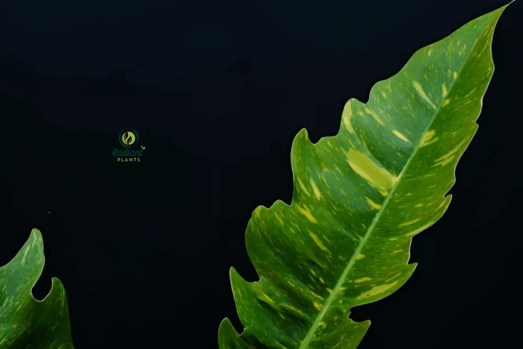 Ring of Fire Plant Thriving in a Lush Indoor Setting