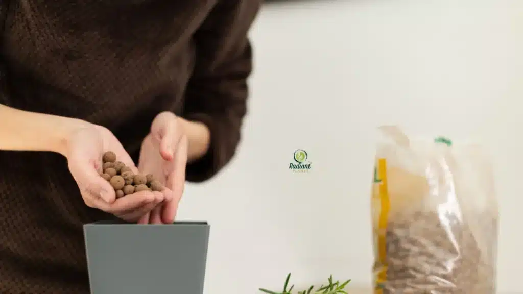 Soil and Drainage Needs