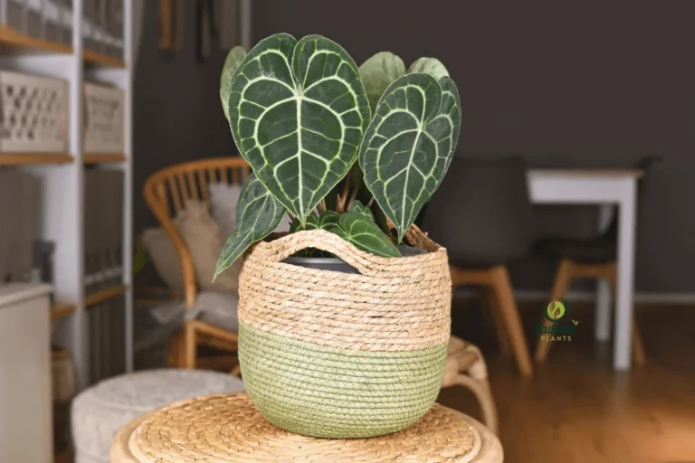 Stunning Close-Up of Anthurium Clarinervium with Bold White Veins