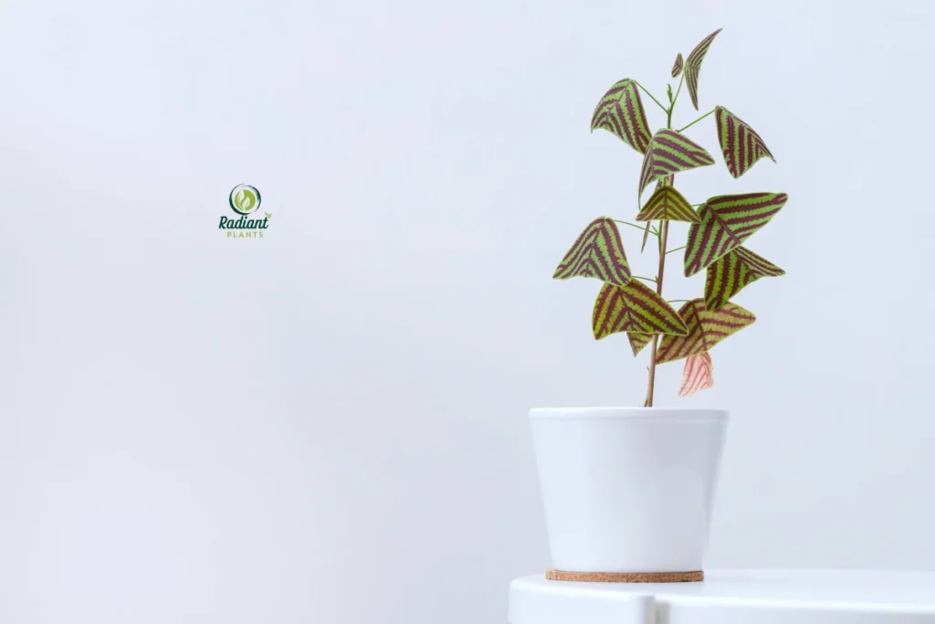 Elegant Swallowtail Plant in a Stylish Indoor Setting