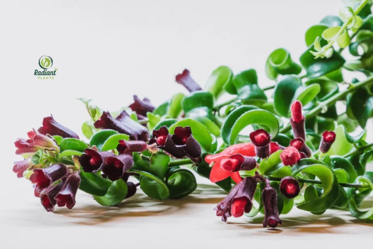 Vibrant Twisted Lipstick Plant with Cascading Green Vines and Bold Red Blooms