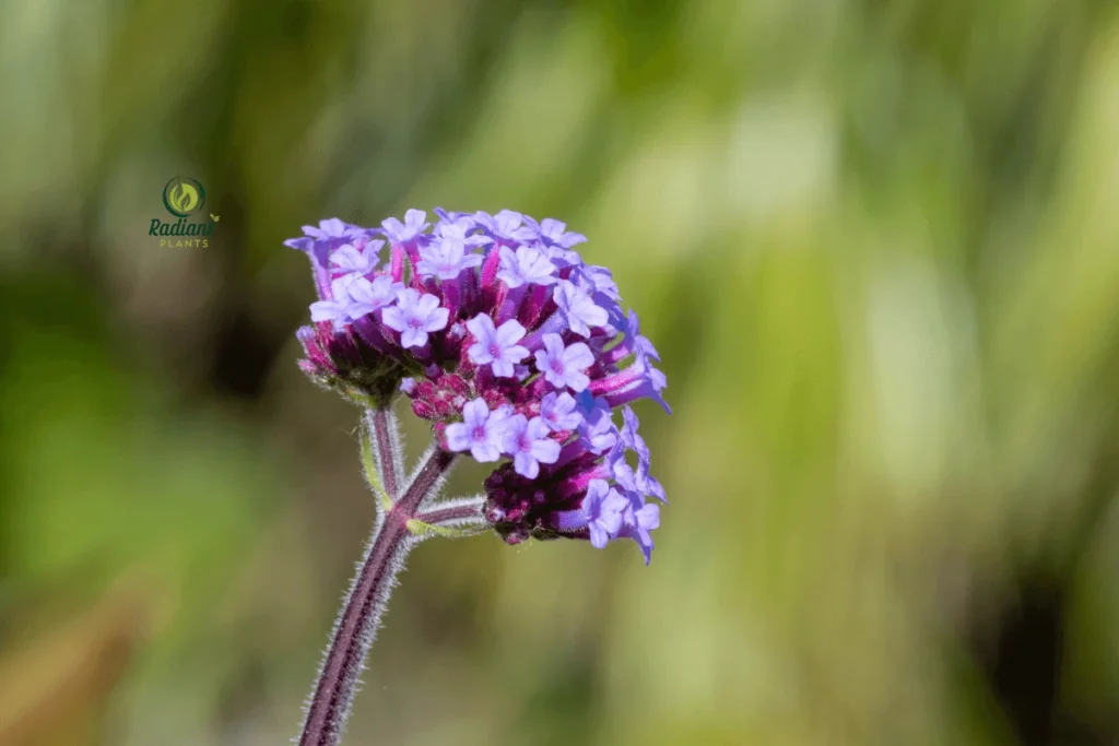 he Pollinator’s Favorite: Hummingbird Carpet Plant