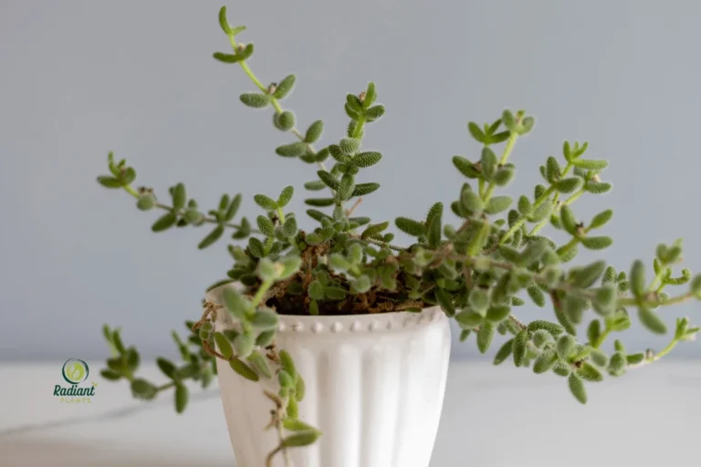 Quirky Pickle Plant in Bright Light