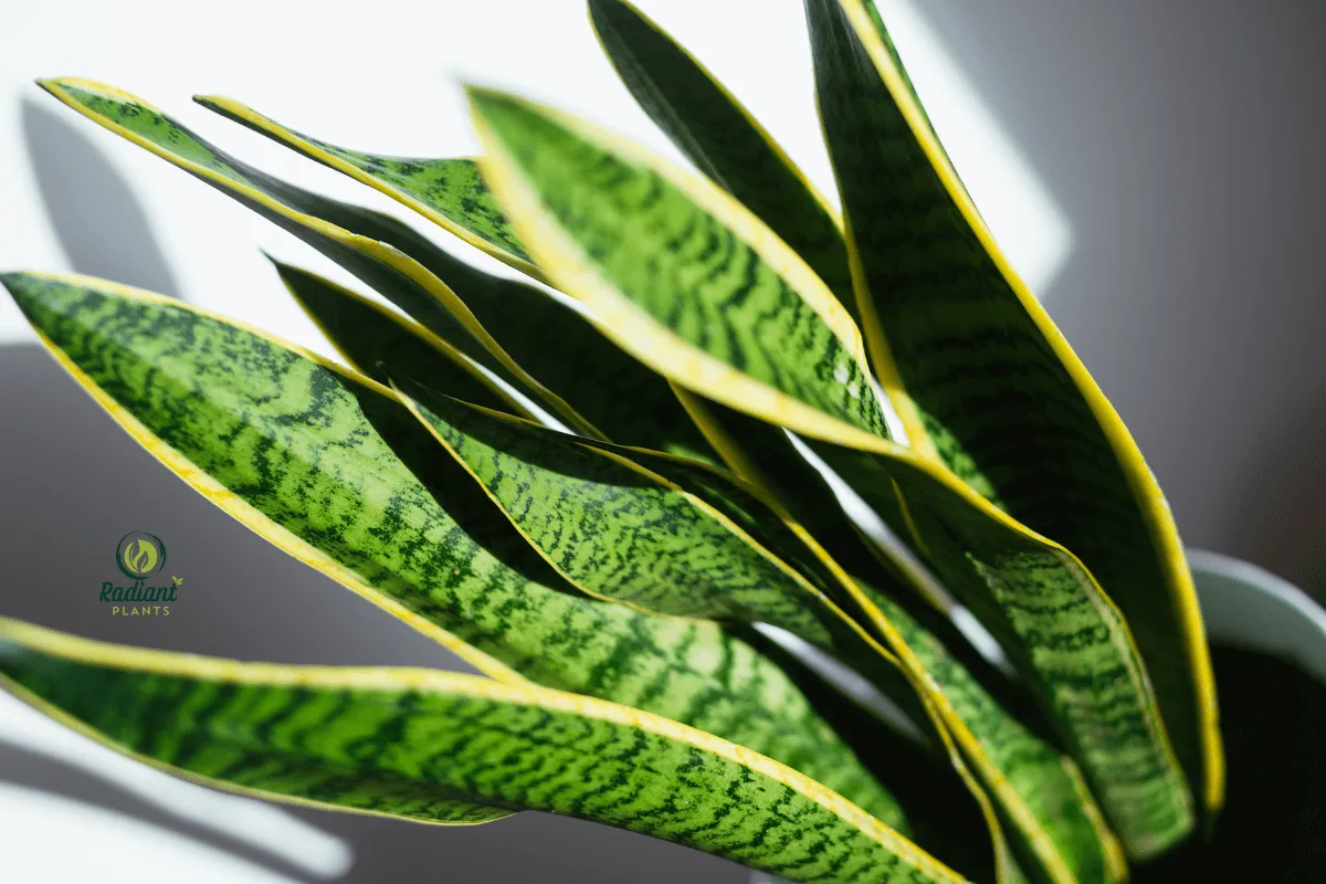 The Top 10 Benefits of Snake Plant for Your Home & Health