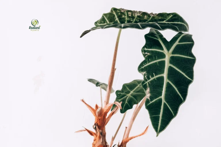 The Dramatic Silhouette of Alocasia Amazonica