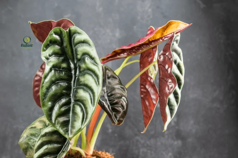 Alocasia Cuprea Mirror Plant with Metallic Copper Leaves