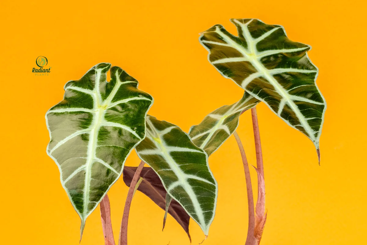Alocasia Polly: The Sculptural Statement Plant