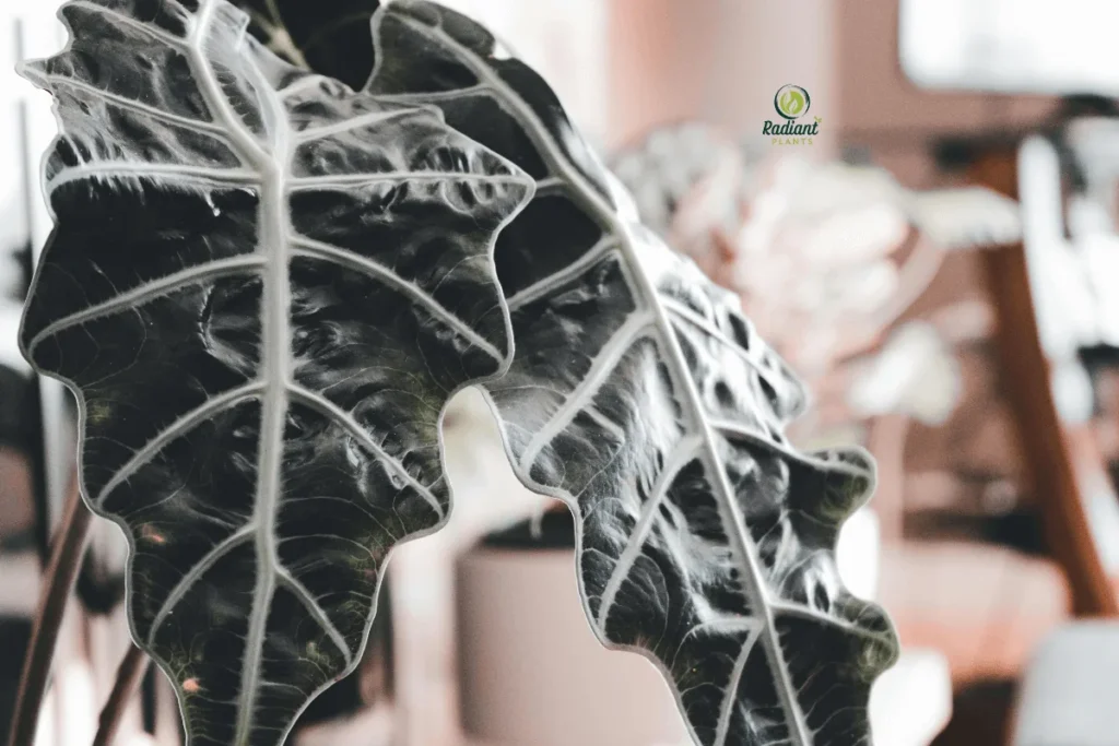 elephant-ear-plant-types-indoor-display