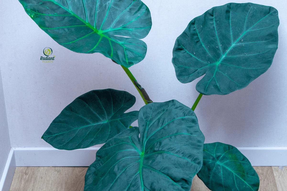 Stunning Alocasia Regal Shield with Bold Shield-Like Leaves