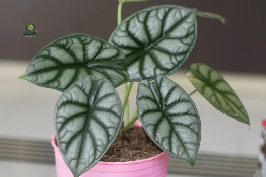 alocasia-silver-dragon-indoor-plant