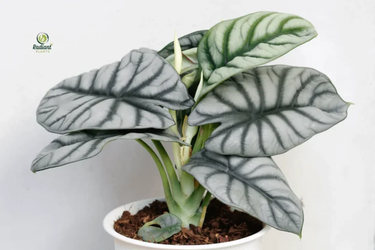 Alocasia Silver Dragon Plant with Striking Silver Leaves