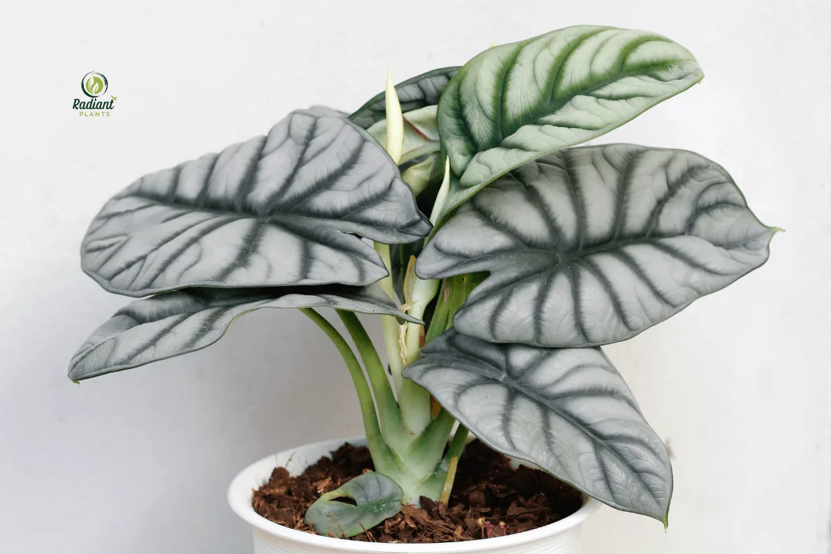 Alocasia Silver Dragon Plant with Striking Silver Leaves