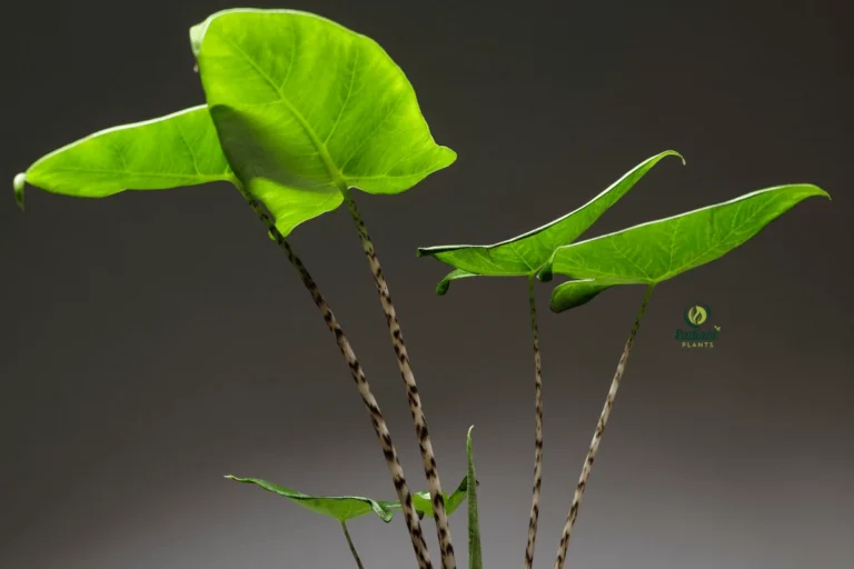 Alocasia Zebrina plant displaying distinctive zebra-striped stems and heart-shaped green leaves
