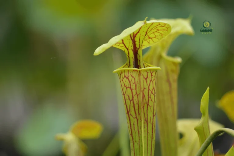 American pitcher plant in bloom