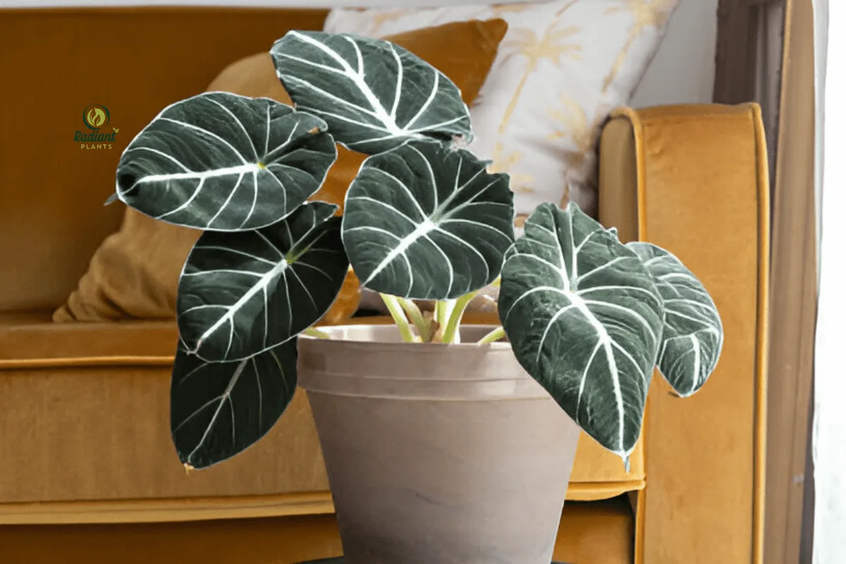 Alocasia Black Velvet in Natural Light