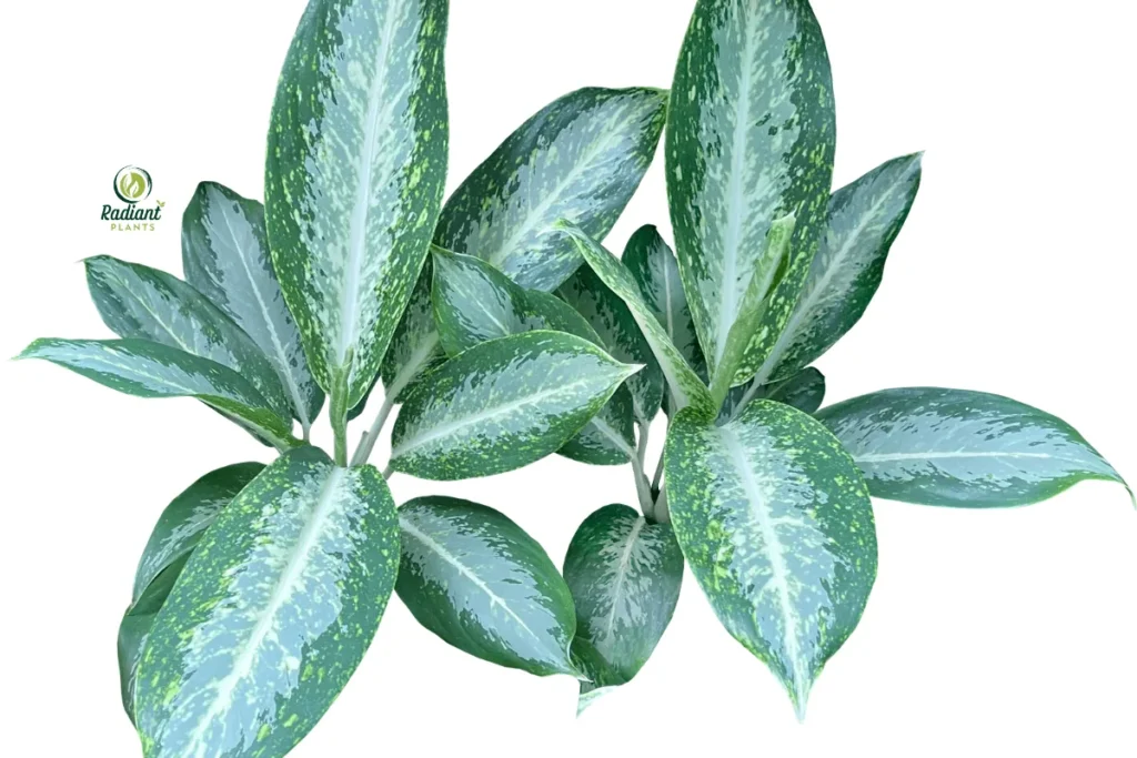 Lush Chinese Plants for a Serene Indoor Space