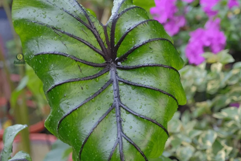 Elephant Ear Plant with Large Green Tropical Leaves