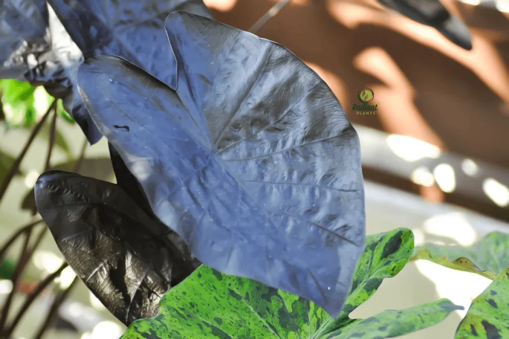 colocasia-black-magic-foliage-closeup
